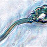 Científicos británicos fabrican por primera vez esperma en un laboratorio